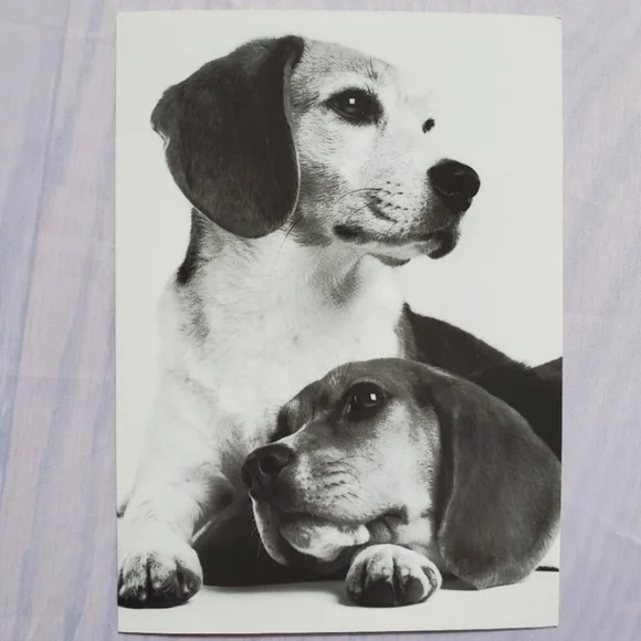 3 Greeting Cards for Dog lovers - Picture 3 of 5